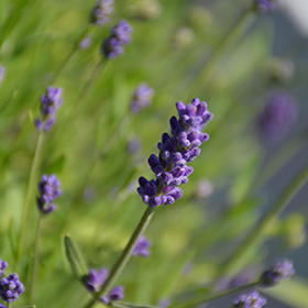Plant Photo 8