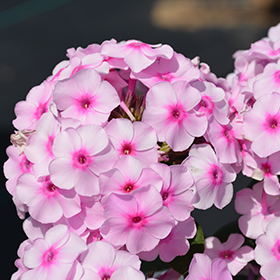 Plant Photo 9