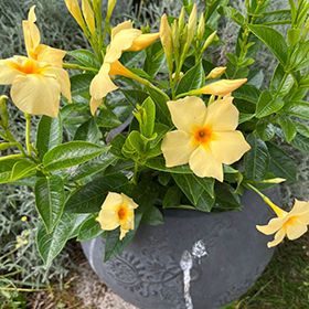 Plant Photo 3