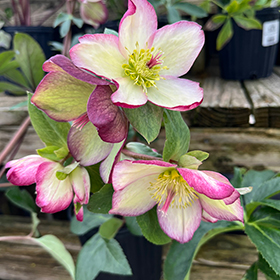 Plant Photo 5