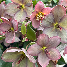 Plant Photo 2