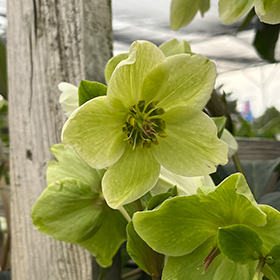 Plant Photo 3