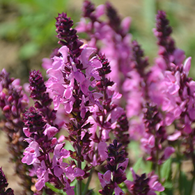 Plant Photo 3