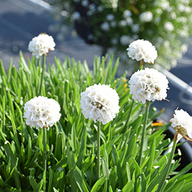 Plant Photo 5