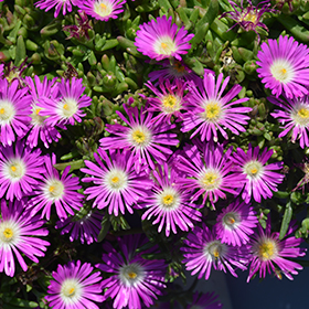 Plant Photo 2