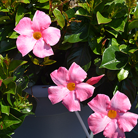 Plant Photo 5