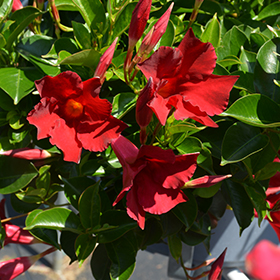 Plant Photo 4