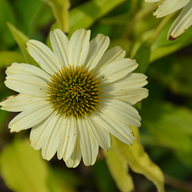 Plant Photo 9