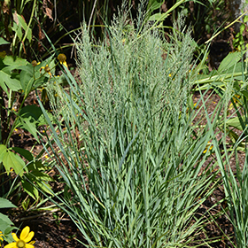Plant Photo 6