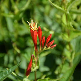 Plant Photo 2