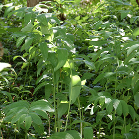 Plant Photo 2