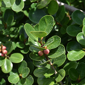 Plant Photo 7