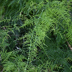 Plant Photo 10