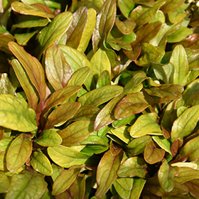Plant Photo 1