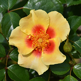 Plant Photo 5
