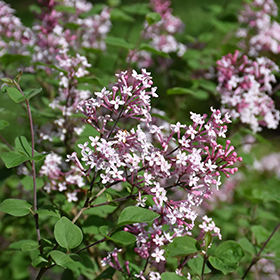 Plant Photo 10