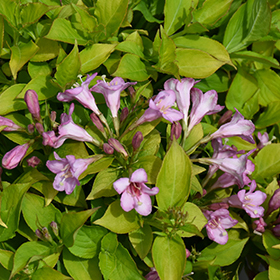 Plant Photo 9