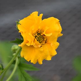 Plant Photo 1