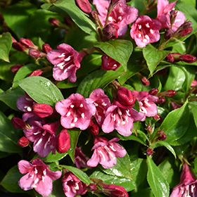 Plant Photo 1