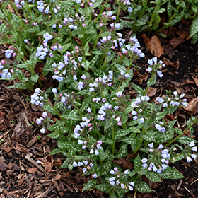 Plant Photo 1