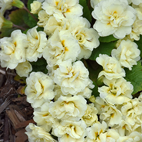 Plant Photo 8