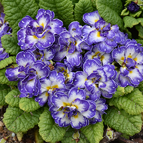 Plant Photo 7