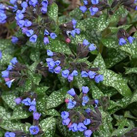 Plant Photo 6