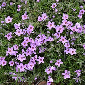 Plant Photo 10