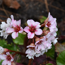 Plant Photo 8