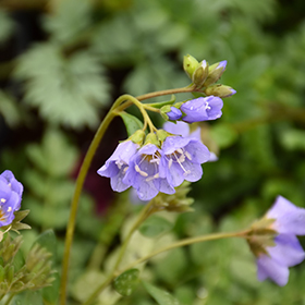 Plant Photo 2