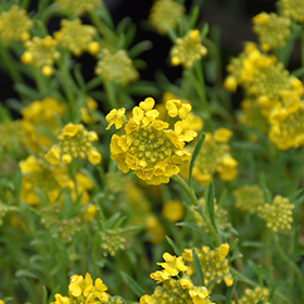 Plant Photo 8