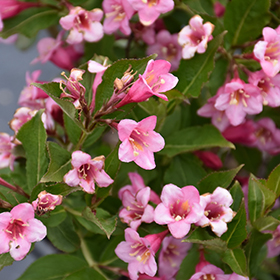 Plant Photo 3