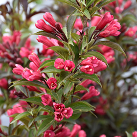 Plant Photo 2