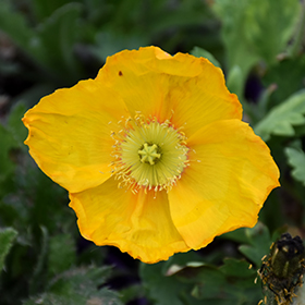 Plant Photo 4