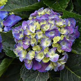 Plant Photo 1