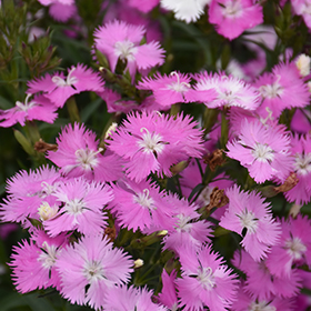Plant Photo 5