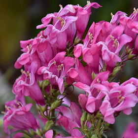 Plant Photo 9
