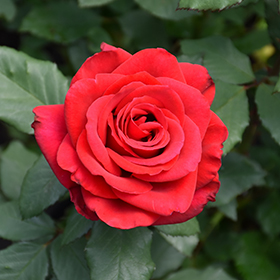 Plant Photo 7