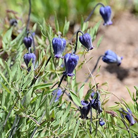 Plant Photo 8