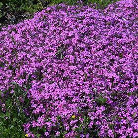 Plant Photo 3