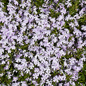 Plant Photo 10