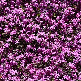 Plant Photo 1