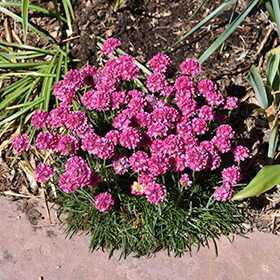 Plant Photo 5