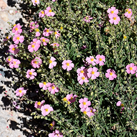 Plant Photo 4