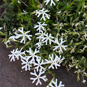 Plant Photo 3