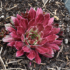 Plant Photo 2