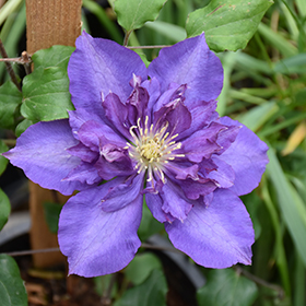 Plant Photo 6