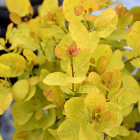 Plant Photo 7