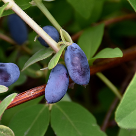 Plant Photo 1