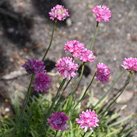 Plant Photo 8